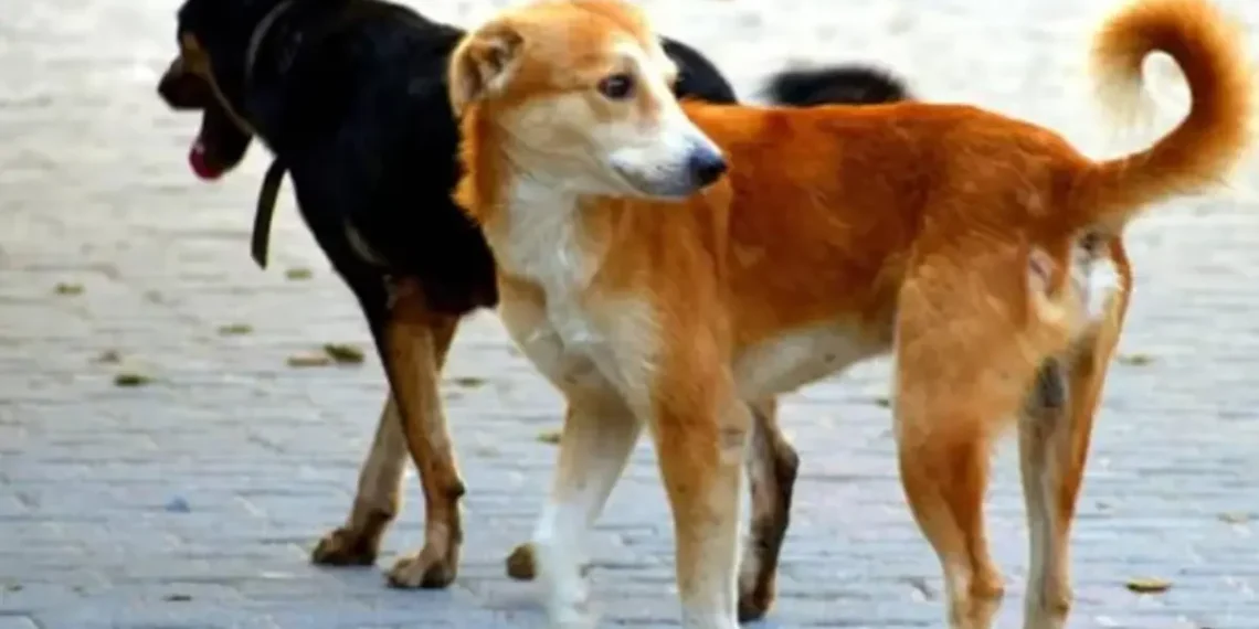 തെരുവ് നായകളെ വന്ധ്യംകരണത്തിനും പ്രതിരോധ കുത്തിവെപ്പിനും ശേഷം തുറന്നുവിടാം -സുപ്രീംകോടതി